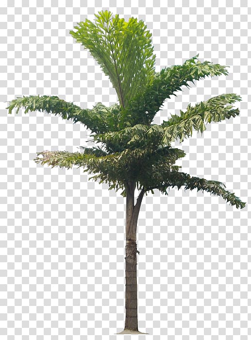 Babassu Arecaceae Flowerpot Asian palmyra palm Plant, plant transparent background PNG clipart