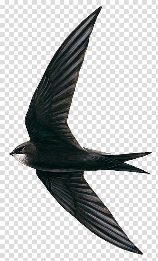 Edible bird\'s nest Hirundininae Swifts Apodes, Bird transparent background PNG clipart