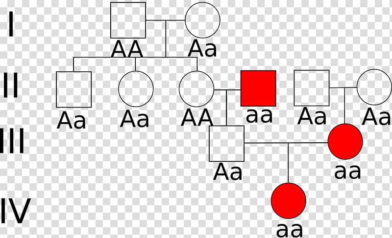 Stammbaumanalyse Allel recesywny Arv Dominance Autosome, Baum transparent background PNG clipart