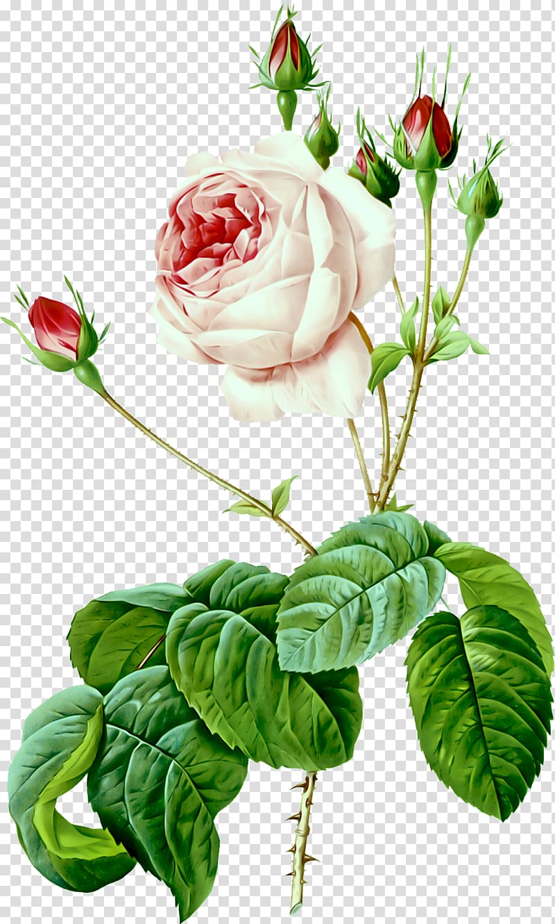 Les roses Illustration Painting Moss rose Art, painting transparent background PNG clipart