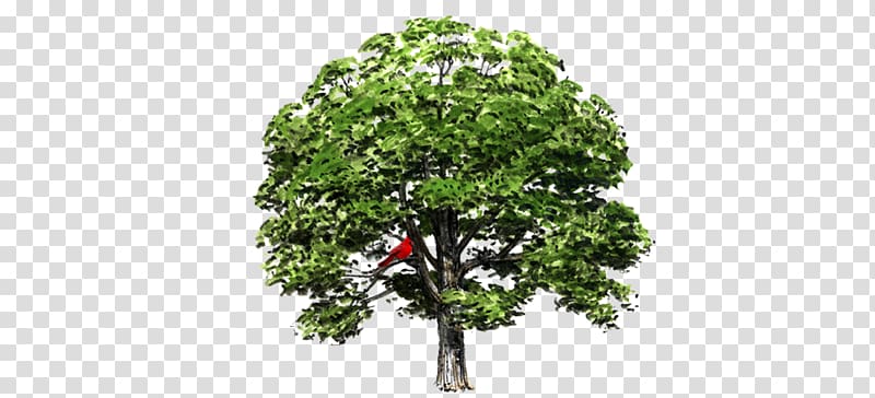 White oak State tree Iowa, say go away travel transparent background PNG clipart