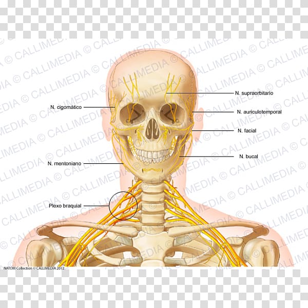 Head and neck anatomy Head and neck anatomy Bone Human skeleton, skull transparent background PNG clipart