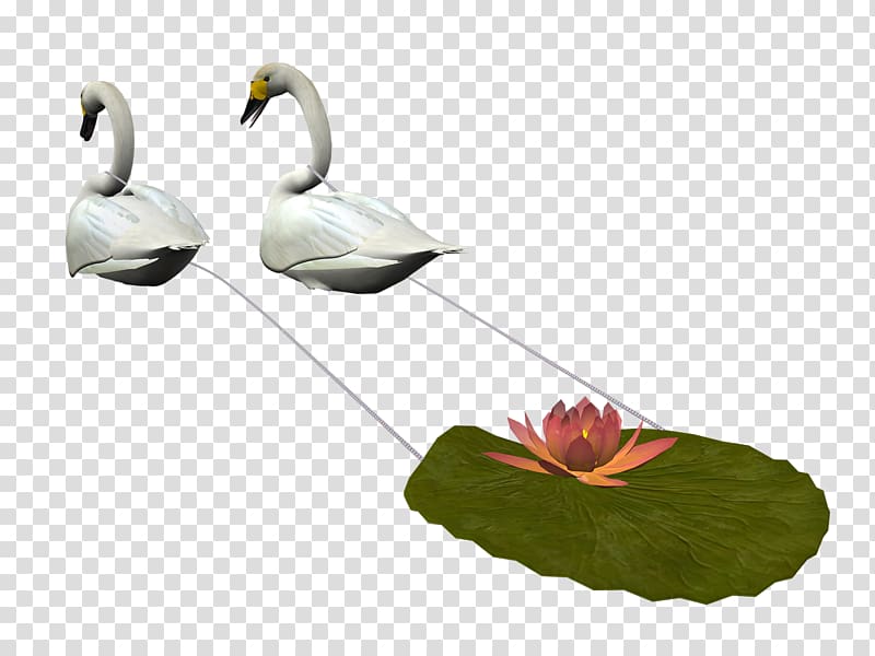 Bird Tundra Swan Duck , swan transparent background PNG clipart