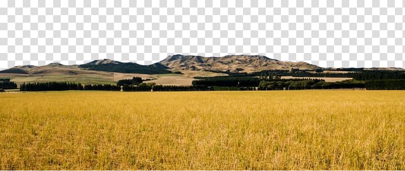Farm Harvest Grassland Crop Plain, Yellow wheat field transparent background PNG clipart