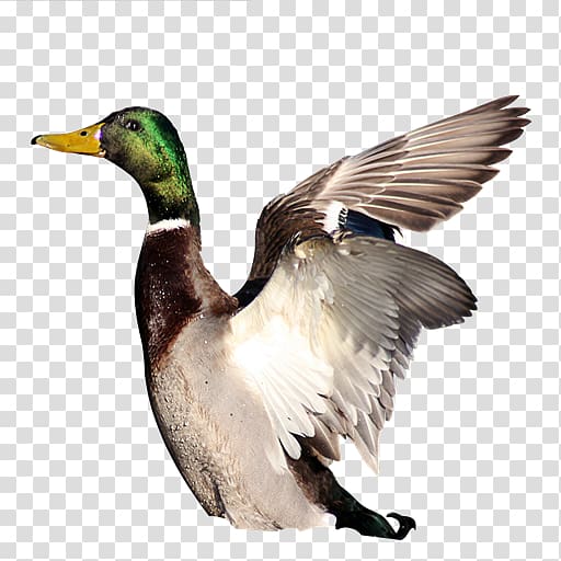 Mallard Collateral Loan Sarakin Duck, others transparent background PNG clipart