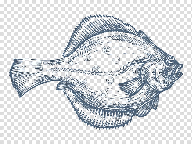 Flatfish Drawing Flounder, fish transparent background PNG clipart