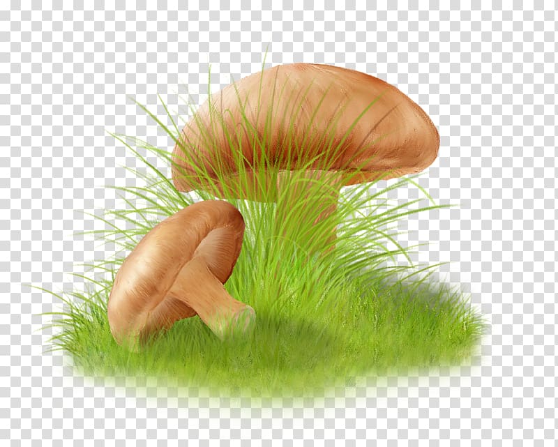 Drawing Autumn Portable Network Graphics GIF, Mushroom transparent background PNG clipart
