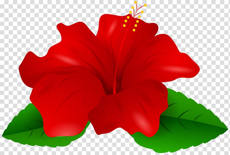 red hibiscus flower art, Shoeblackplant Red , Red Hibiscus transparent background PNG clipart