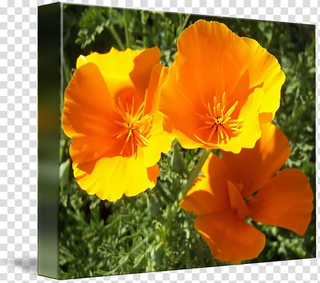 California poppy Meadow Violet Wildflower Annual plant, violet transparent background PNG clipart