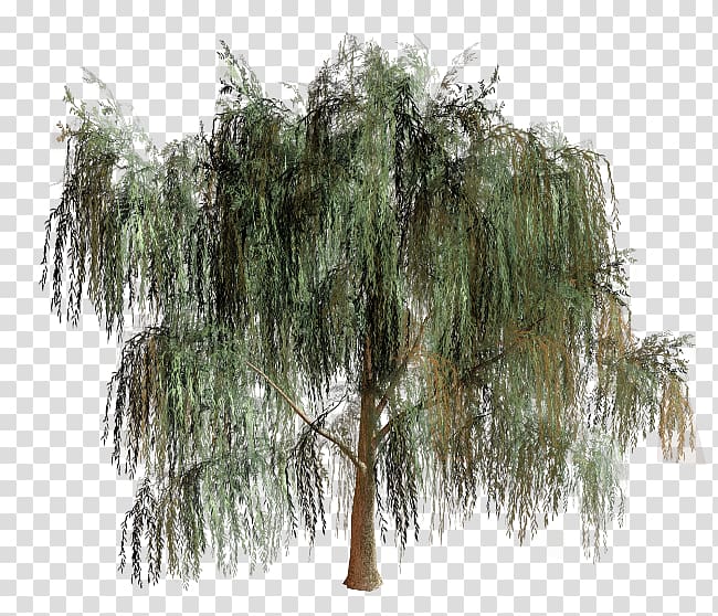 Willow Tree Branch Biome, tree transparent background PNG clipart
