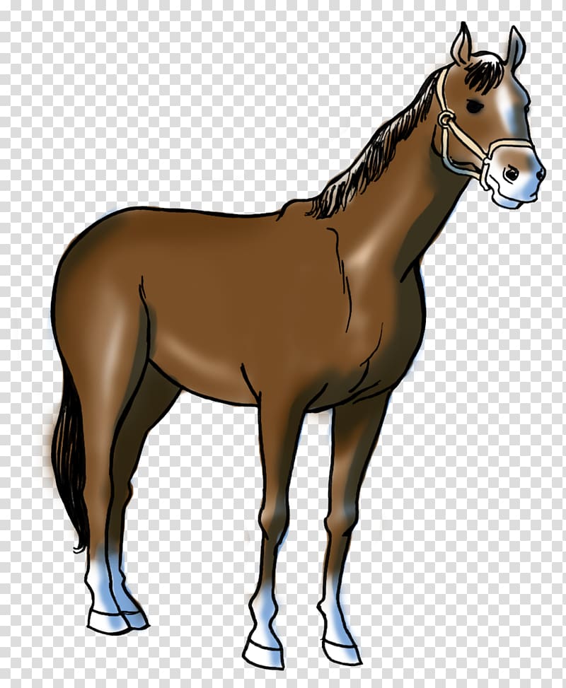 Foal Stallion Pony Marwari horse Mustang, mustang transparent background PNG clipart