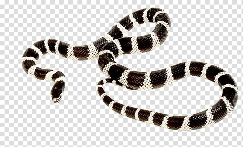California kingsnake Reptile Tiger snake, Cartoon Flower Snake transparent background PNG clipart