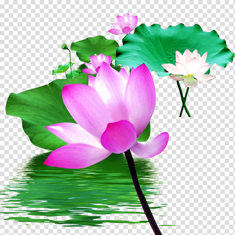 water lotus transparent background PNG clipart