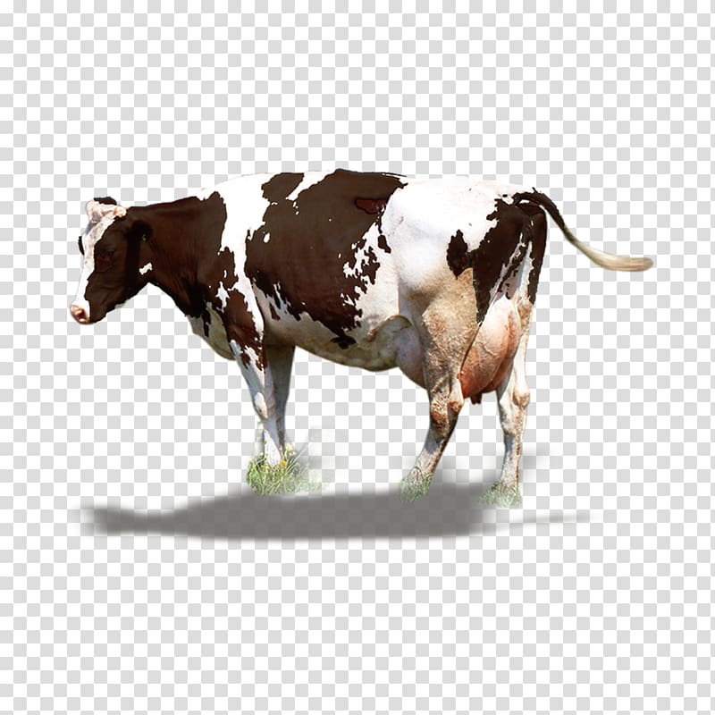Dairy cattle Milk Ox, Big cow material transparent background PNG clipart