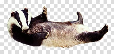 4-legged animal , Badger transparent background PNG clipart