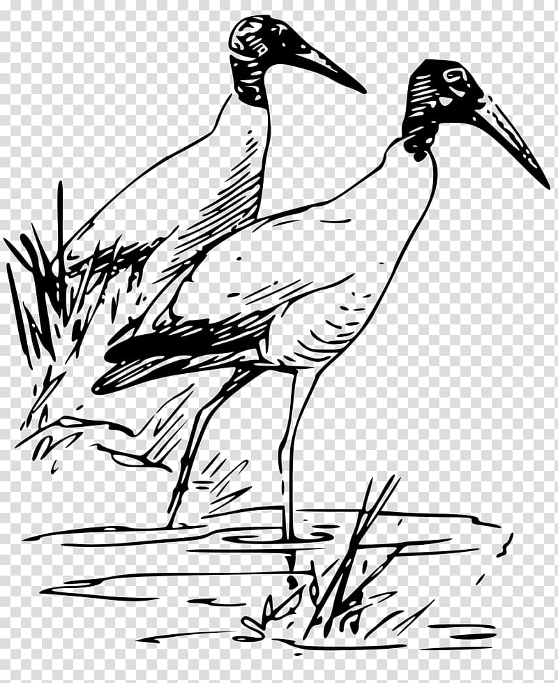 Bird Drawing American white ibis Wood stork, flock of birds transparent background PNG clipart