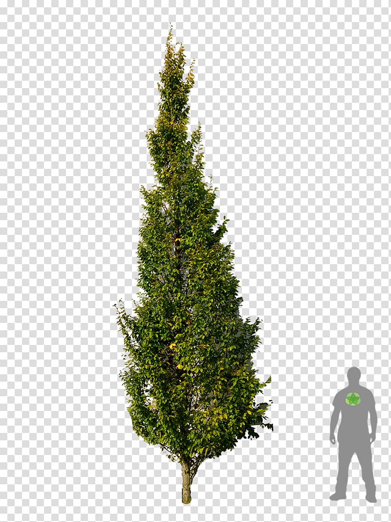 Carpinus betulus Pine Spruce Tree Plant, bonsai transparent background PNG clipart
