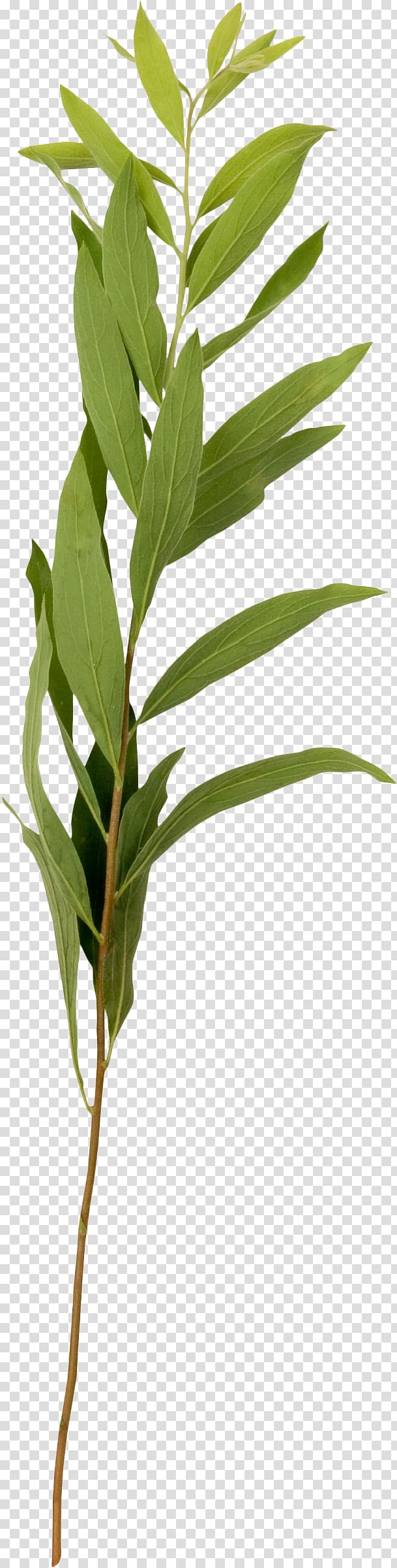 Plant Collage Yandex Search, greenery transparent background PNG clipart