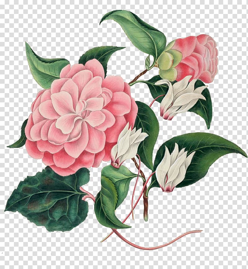 Cabbage rose Garden roses Botany Choix des plus belles fleurs Botanical illustration, painting transparent background PNG clipart