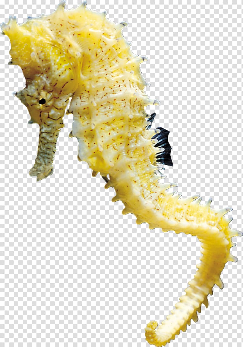 Seahorse , seahorse transparent background PNG clipart