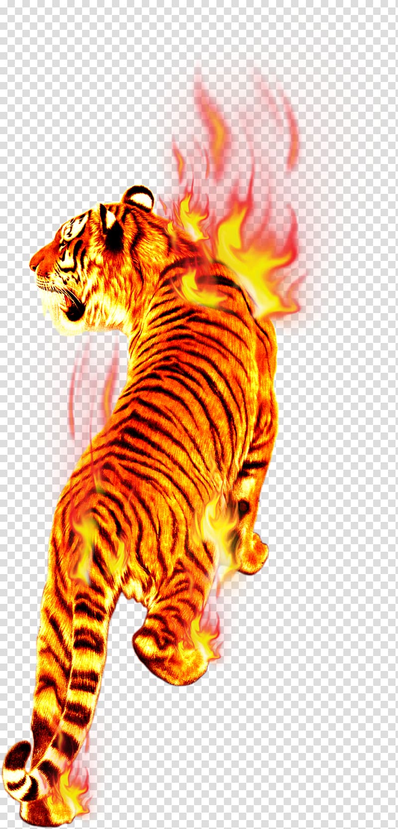 burning tiger , Flame Fire Tiger Combustion, Tiger in flames transparent background PNG clipart