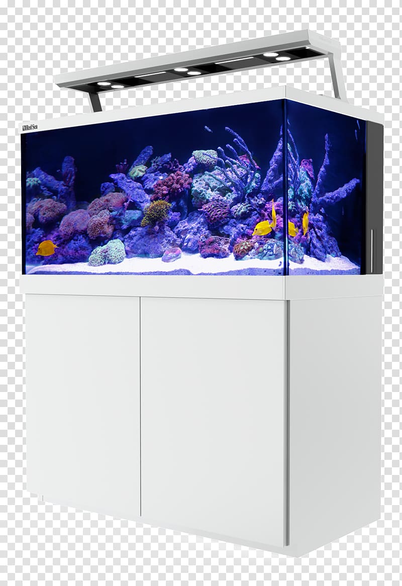 Reef aquarium Light Coral reef, undersea reef transparent background PNG clipart