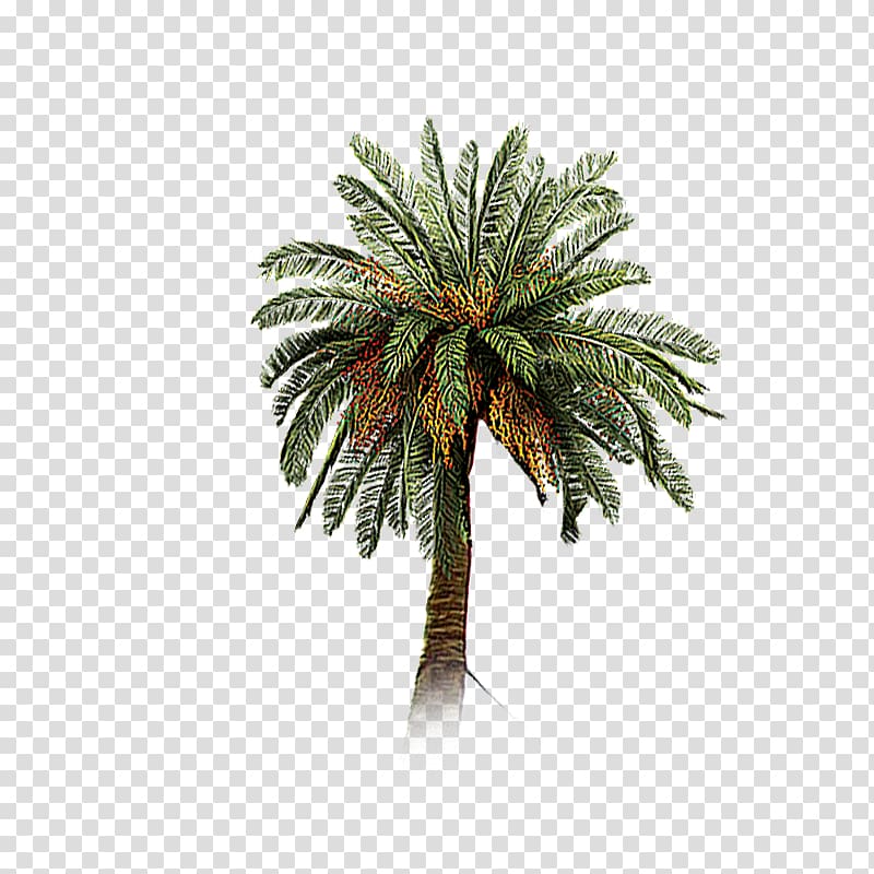 Date palm Coconut Tree Arecaceae, A coconut tree transparent background PNG clipart