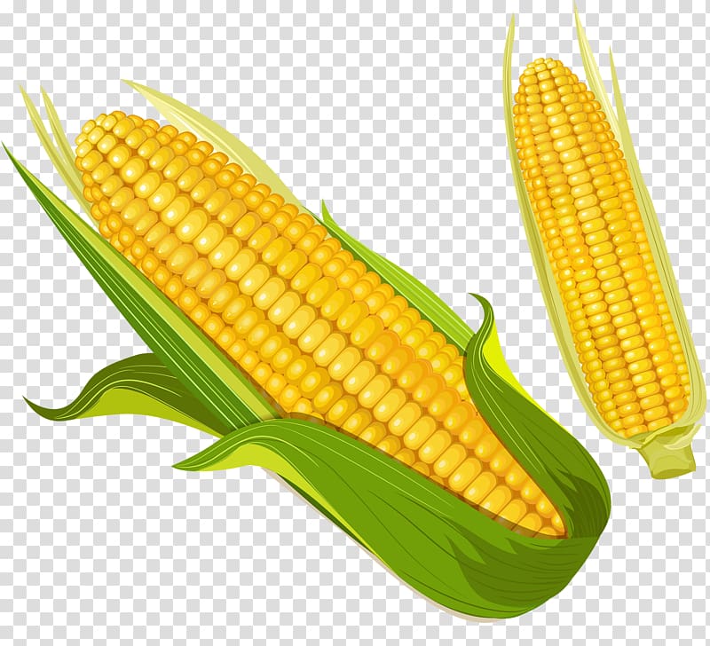 Corn on the cob Maize Food Corn kernel, Golden corn transparent background PNG clipart