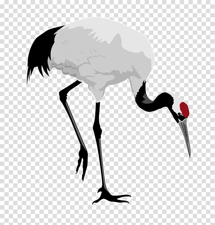 Red-crowned crane Bird Heron , Free Stork transparent background PNG clipart