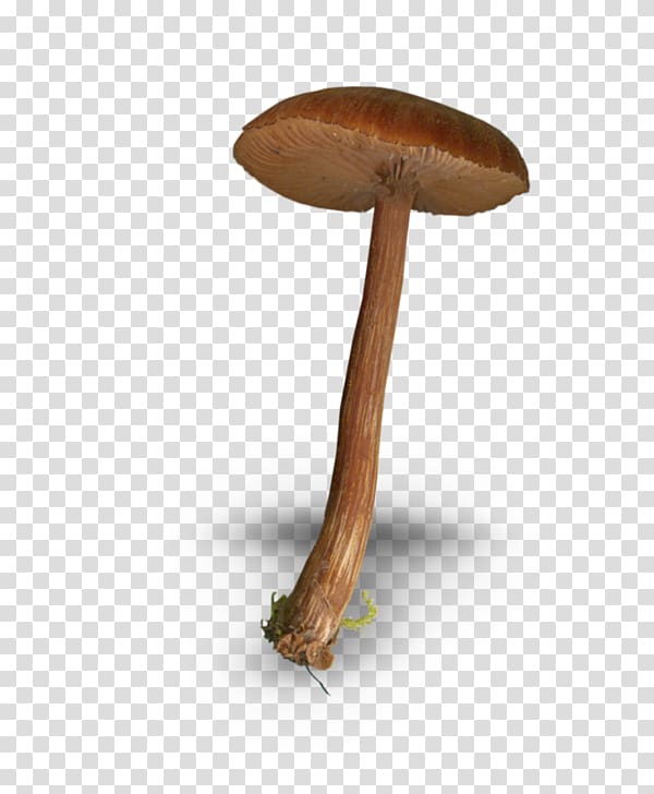 Mushroom Fungus Drawing, Brown mushrooms transparent background PNG clipart