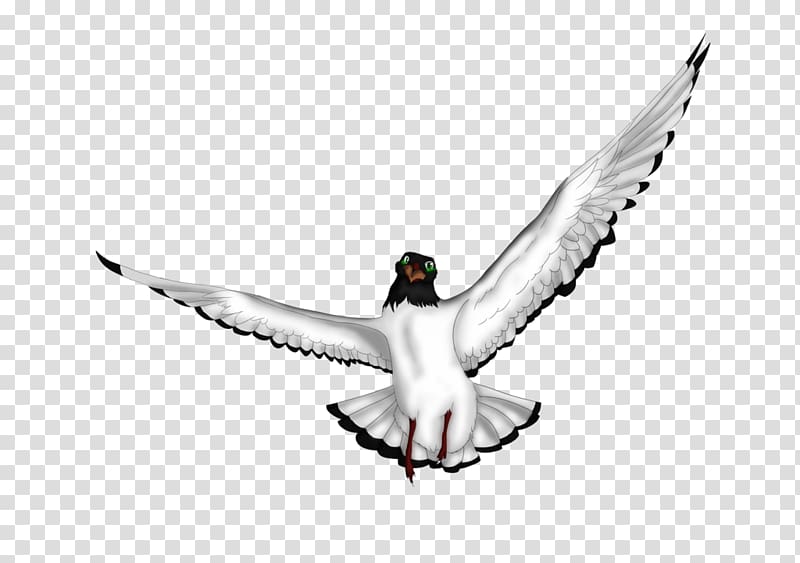 Goose Beak Cygnini Water bird Duck, laughing gull eggs transparent background PNG clipart