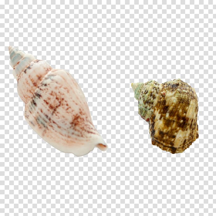 Sea snail Seashell Conch Euclidean , conch transparent background PNG clipart