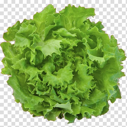Lettuce graphics Illustration, deco salades transparent background PNG clipart