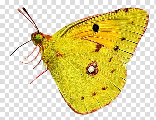 Colias Butterfly Moth Nymphalidae, butterfly transparent background PNG clipart