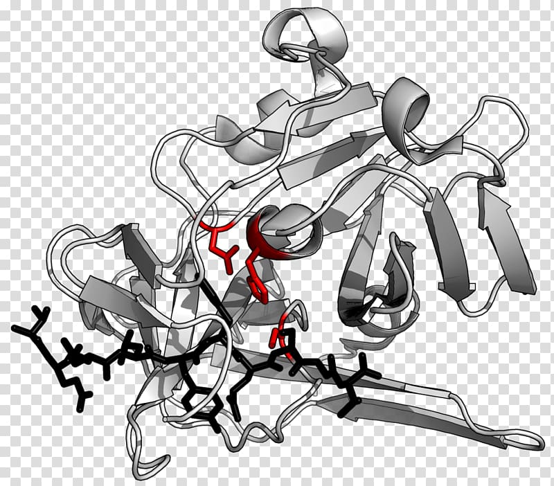 TEV protease Tobacco etch virus Peptide bond Enzyme, others transparent background PNG clipart