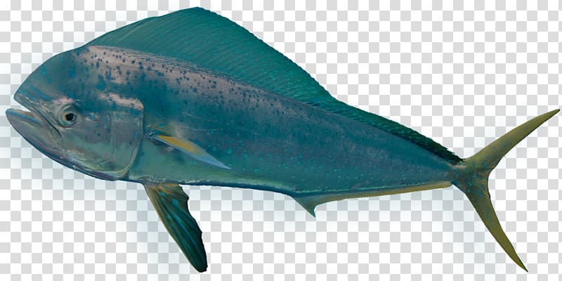 Bony fishes Requiem sharks Sea Marine biology, Mahi-mahi transparent background PNG clipart