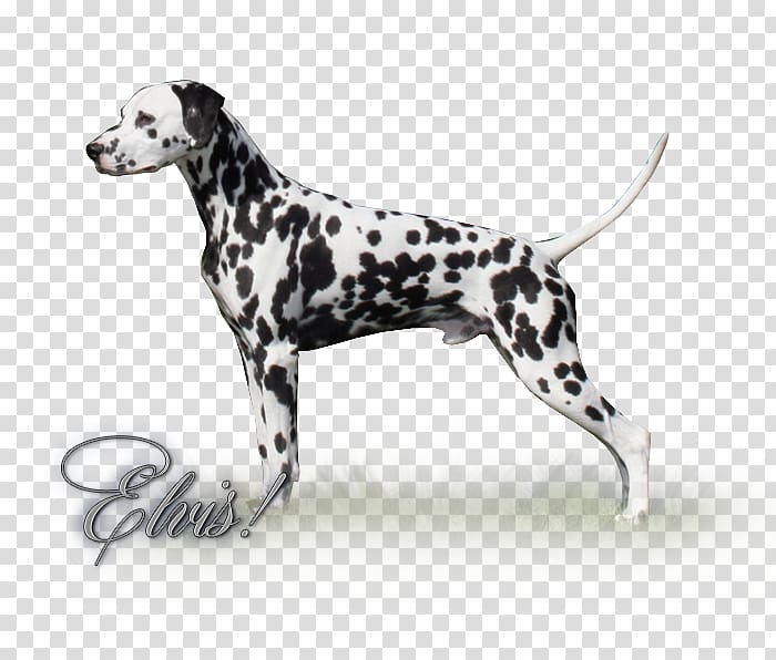 Dalmatian dog Dog breed Non-sporting group, Dalmation transparent background PNG clipart