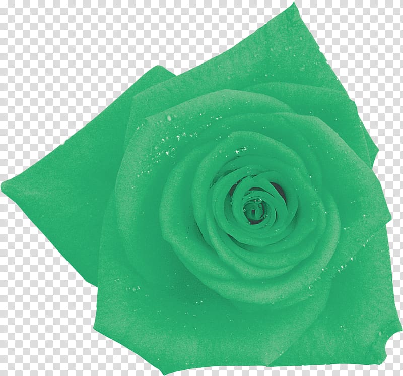 Garden roses Cut flowers Green , blue rose transparent background PNG clipart