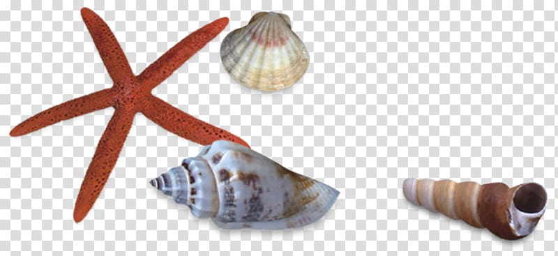 Seashell Sea snail Starfish, Shells and starfish transparent background PNG clipart