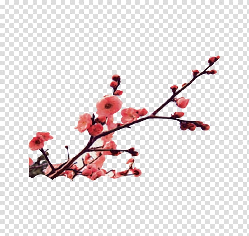Miracle Mandarin Language School Winter solstice Mandarin Chinese Plum blossom, Plum transparent background PNG clipart