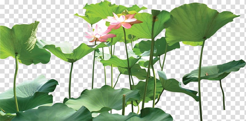 Nelumbo nucifera Leaf Plant, Green lotus transparent background PNG clipart