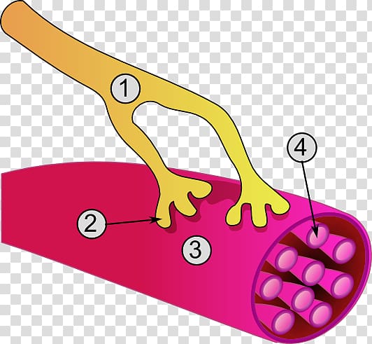 Neuromuscular junction Somatic nervous system Skeletal muscle Motor neuron, others transparent background PNG clipart