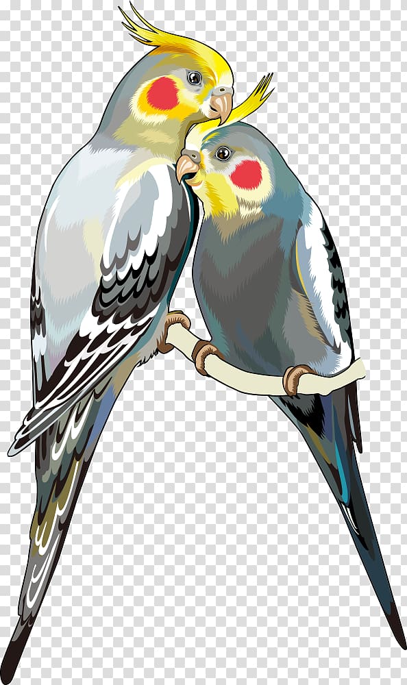 two gray-and-yellow cockatiels illustration, Cockatiel Parrot Bird , Parrot transparent background PNG clipart