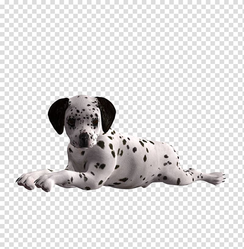 Dalmatian dog Puppy Dog breed Companion dog Non-sporting group, puppy transparent background PNG clipart