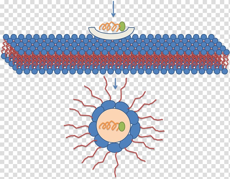 Micelle Cell-penetrating peptide Lipid bilayer Molecule, formation transparent background PNG clipart