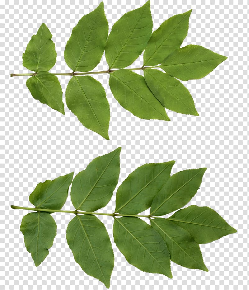 two green leaves , Leaf Texture mapping Tree, leafs transparent background PNG clipart