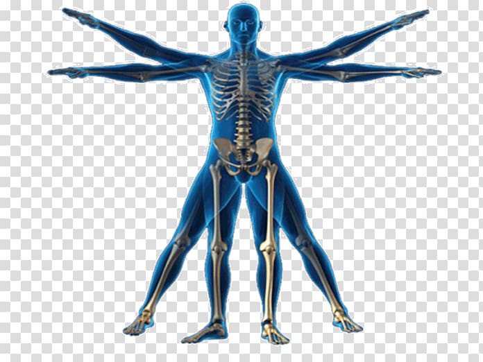 Vitruvian Man Human body Anatomy Homo sapiens Physical body, Physical Body transparent background PNG clipart