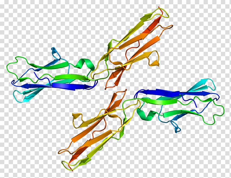 TYRO3 Protein kinase Receptor tyrosine kinase, others transparent background PNG clipart