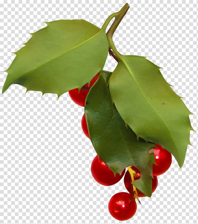 Holly Aquifoliales Leaf Plant, HOLLY transparent background PNG clipart