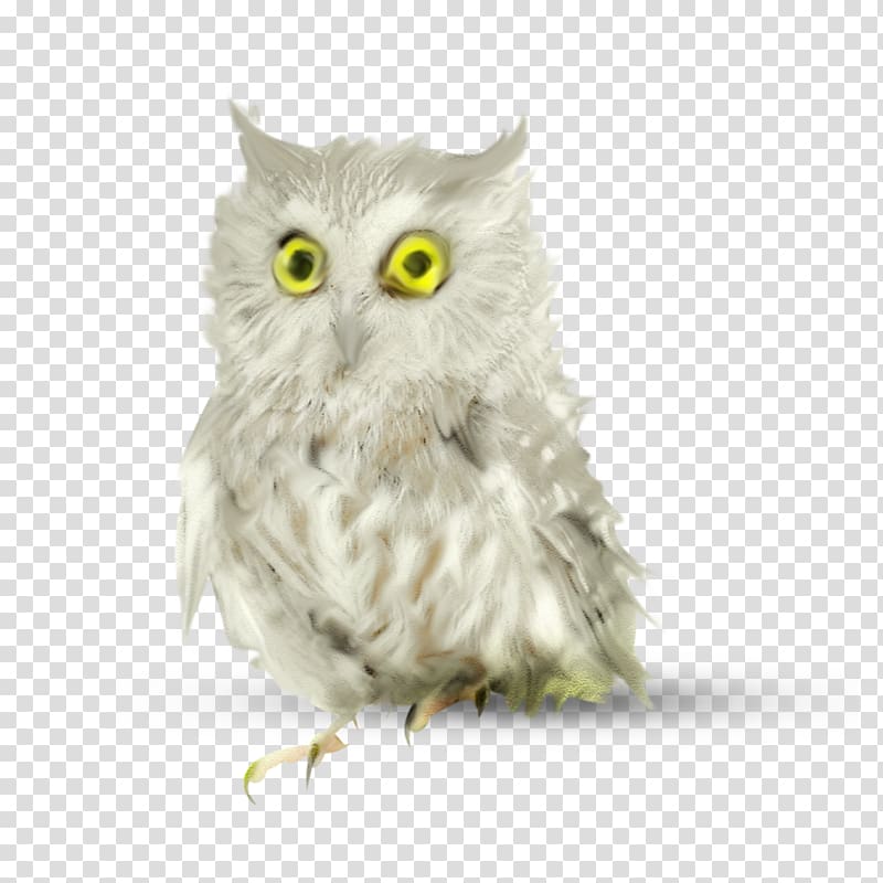 Owl Bird ForgetMeNot , owl transparent background PNG clipart